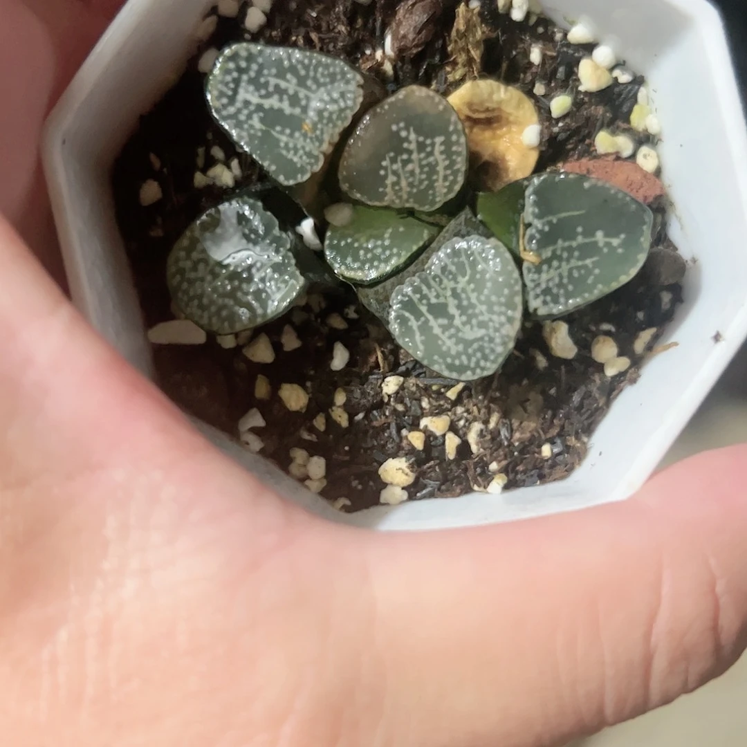 点点寿十二卷多肉植物满