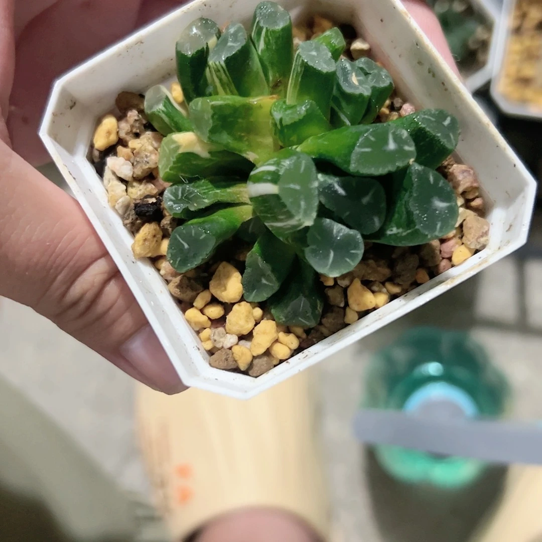 Om锦十二卷多肉植物满足