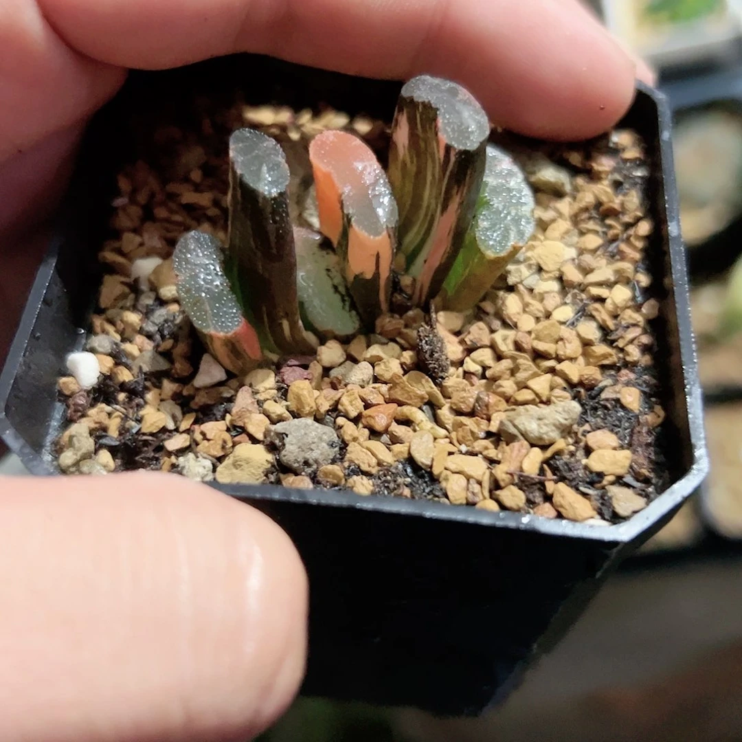 红红火火恍恍惚惚