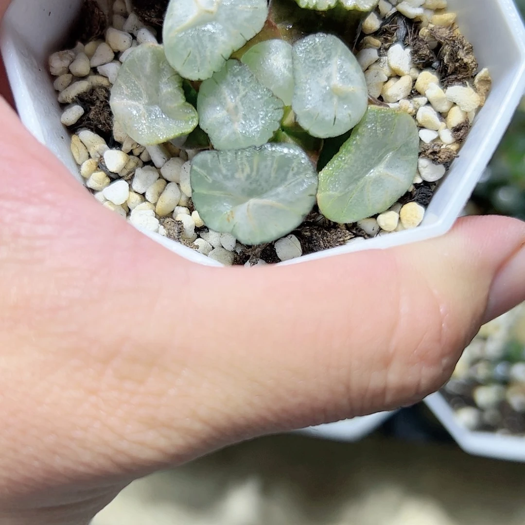 马萨林十二卷多肉植物满