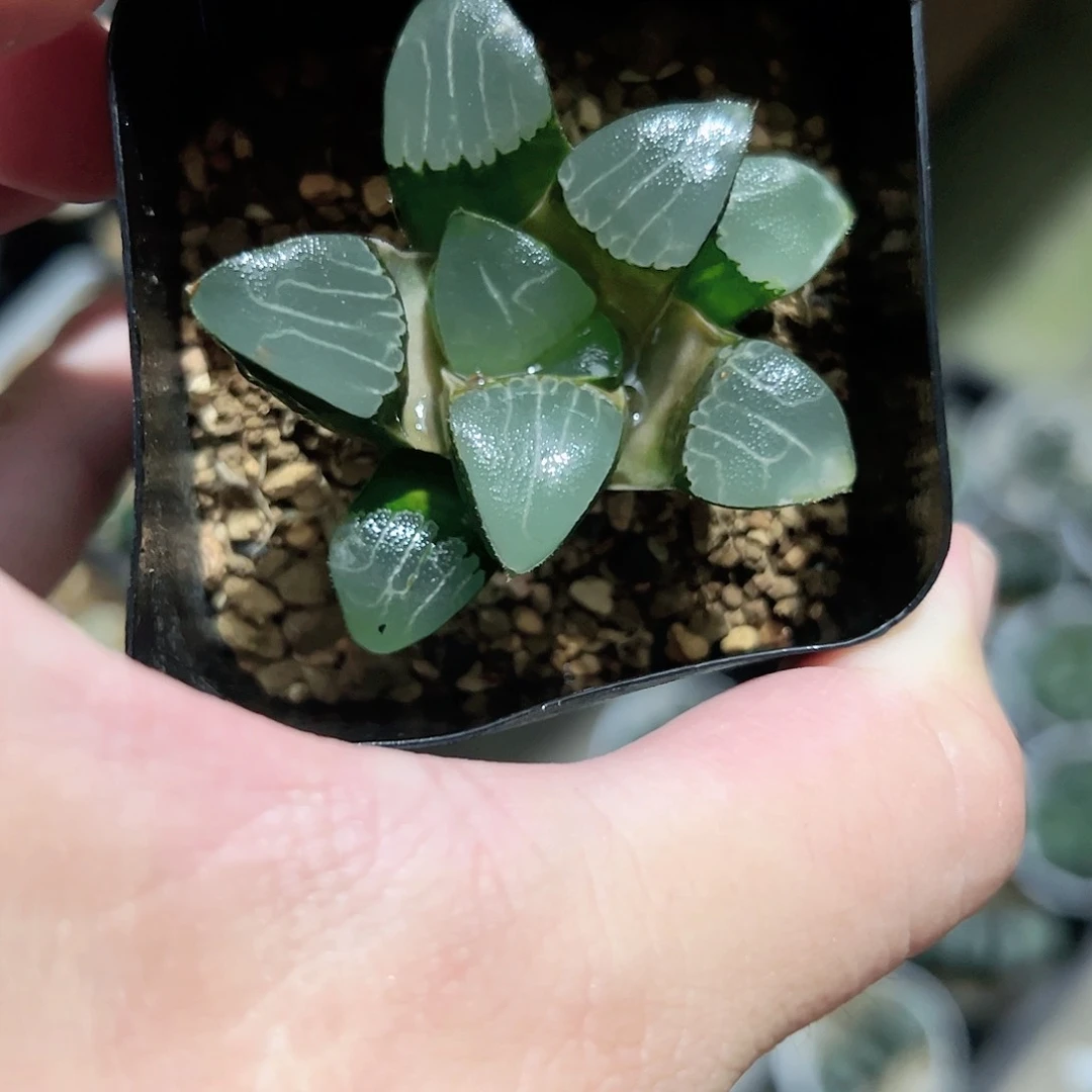 实生克十二卷多肉植物满