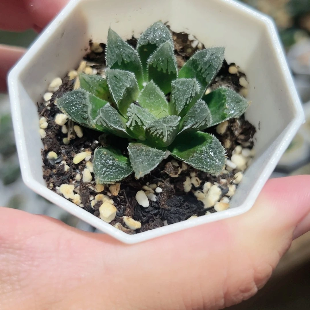 白帝城十二卷多肉植物