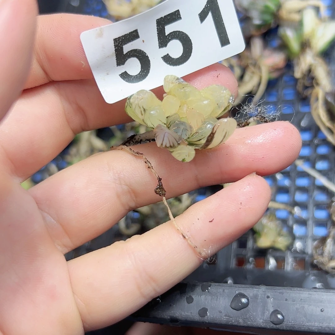 红红火火恍恍惚惚