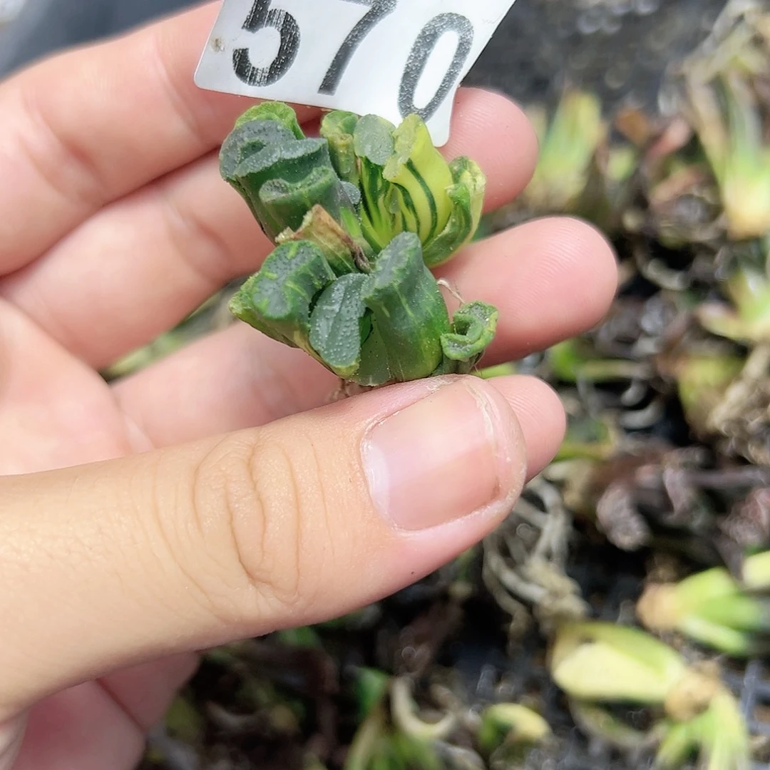 花井锦群十二卷多肉