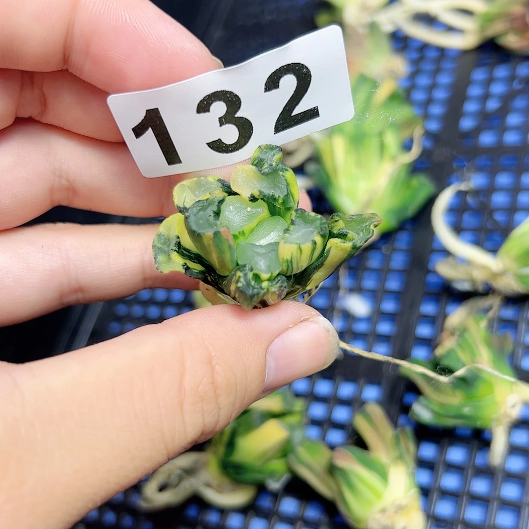 红红火火恍恍惚惚