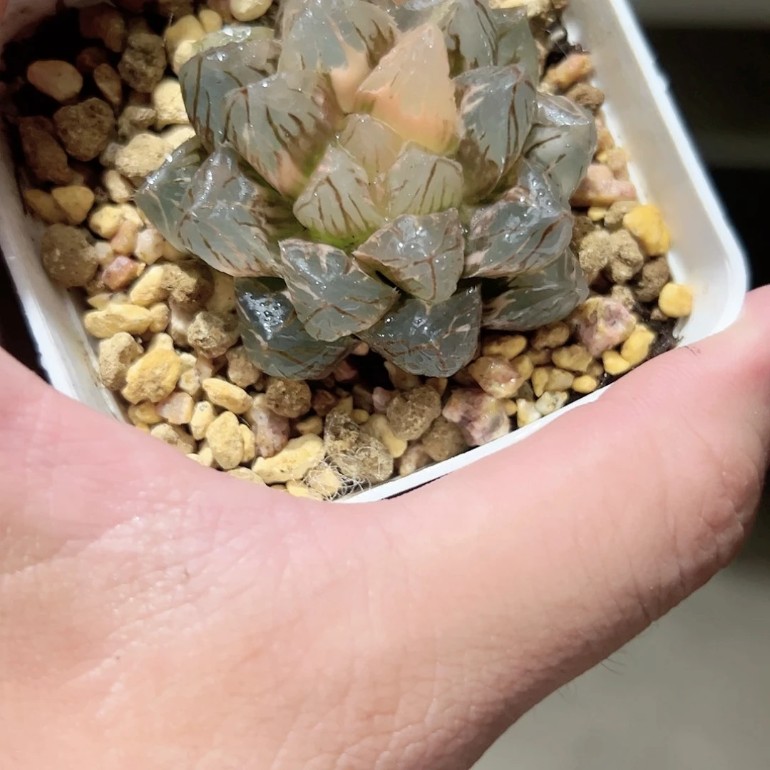 龙爪锦十二卷多肉植物满