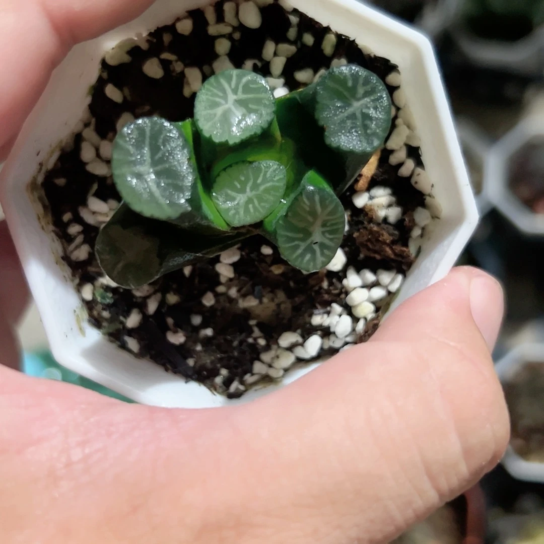 大白菊万象十二卷多肉植物