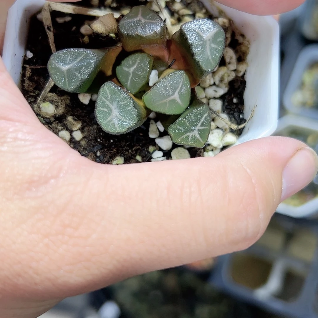 天鹅湖杂十二卷多肉植物