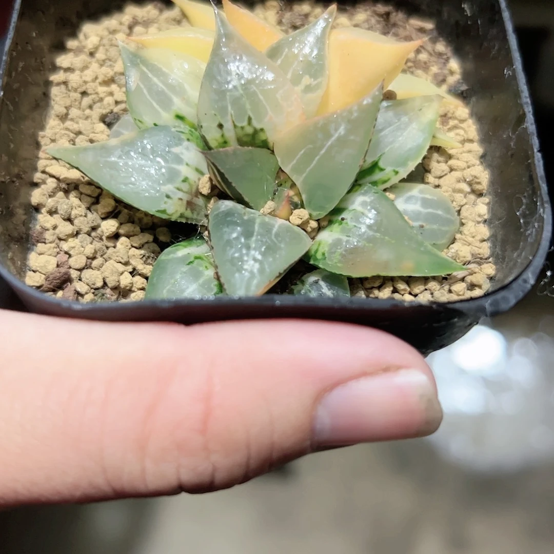 酒吞童子锦十二卷多肉植物