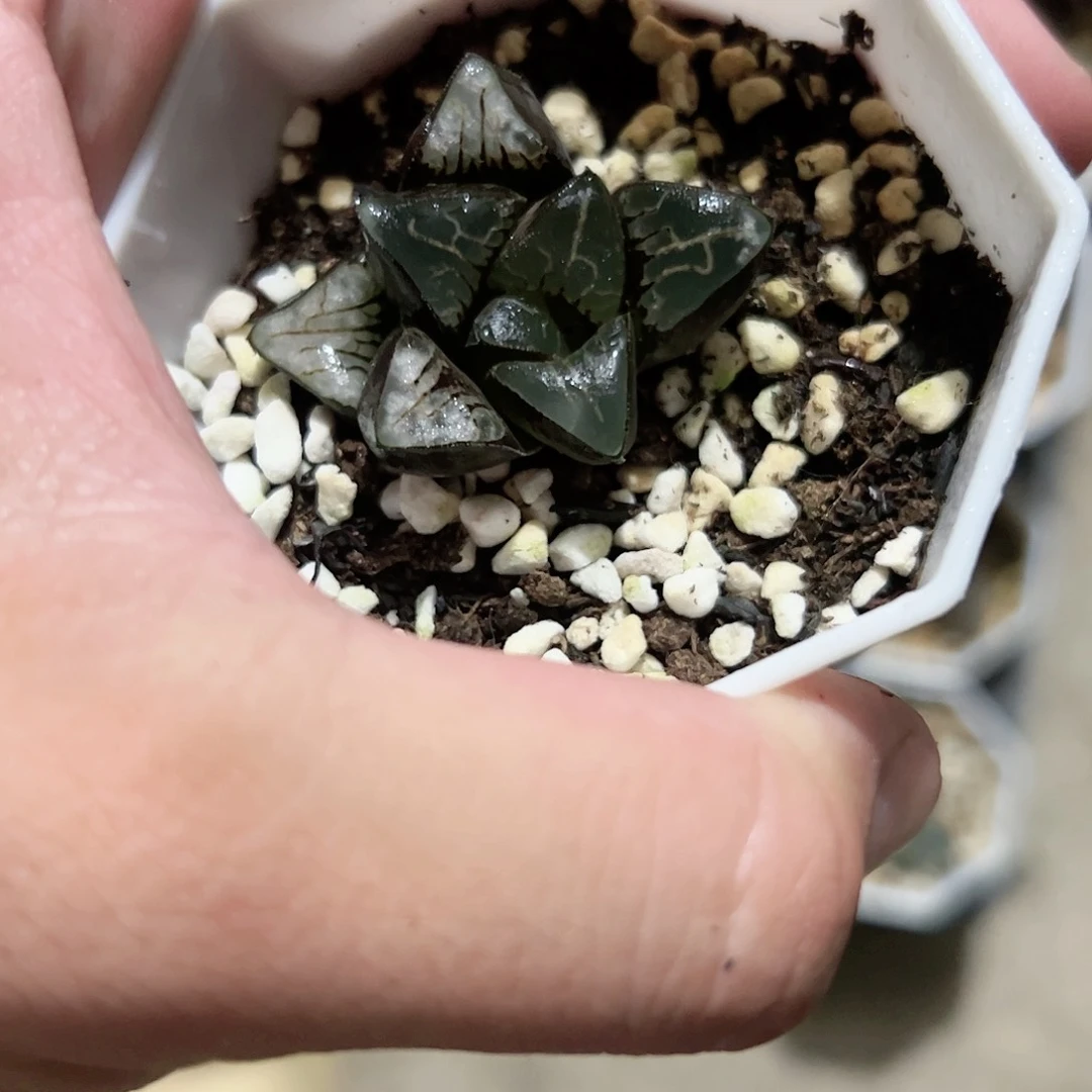 龙井寿十二卷多肉植物