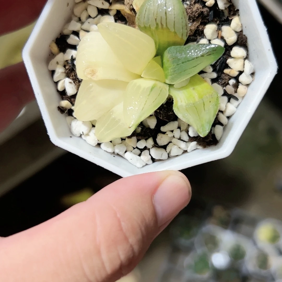 红纹寿锦十二卷多肉植物满