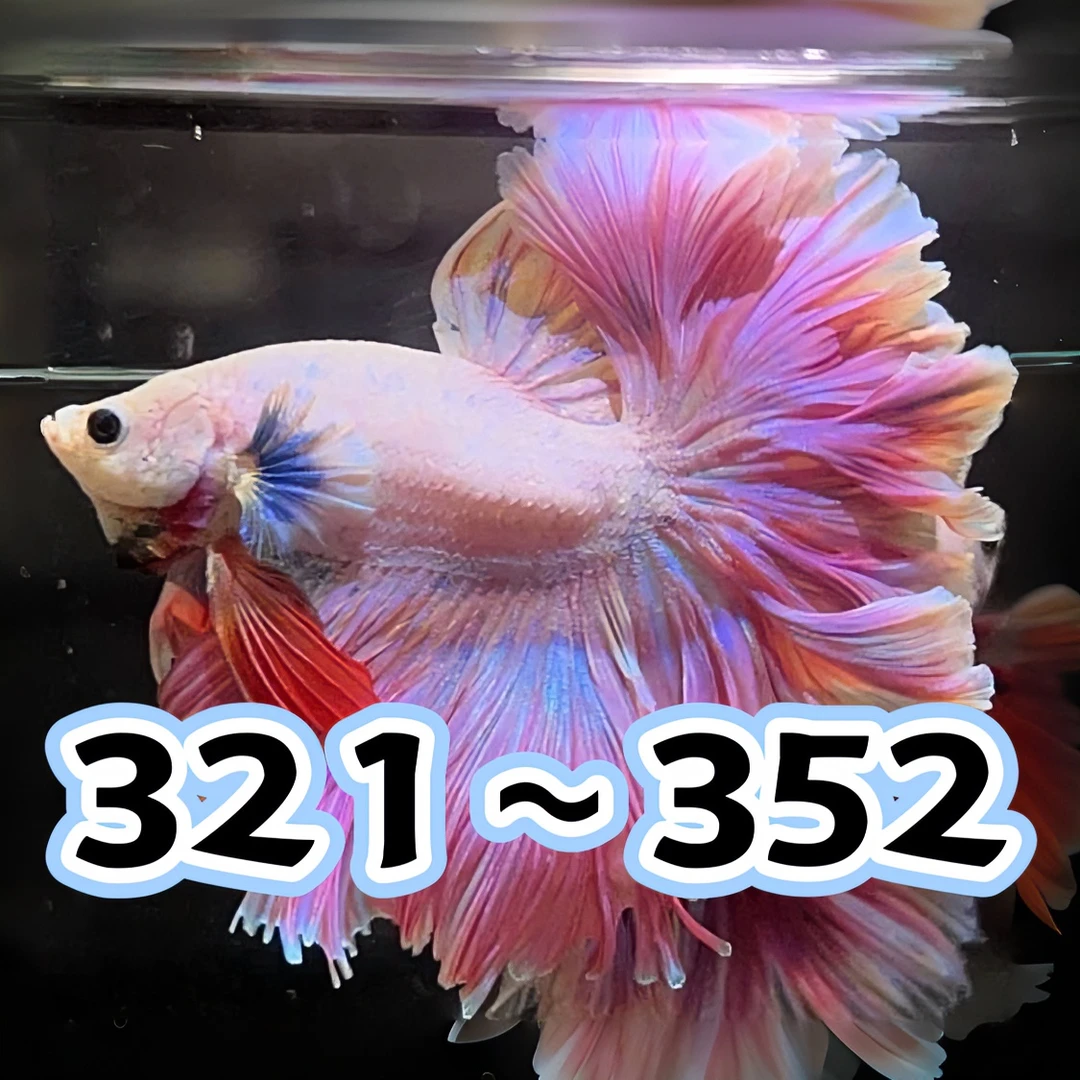 【321-352】直播精选泰国斗鱼小型热带观赏鱼婚纱半月将军狮王马尾