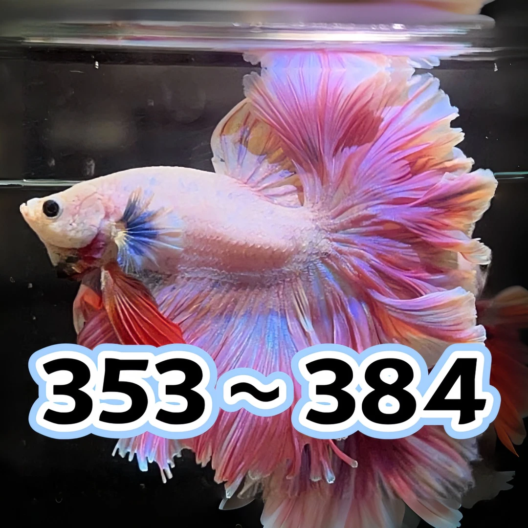 【353-384】直播精选泰国斗鱼小型热带观赏鱼婚纱半月将军狮王马尾