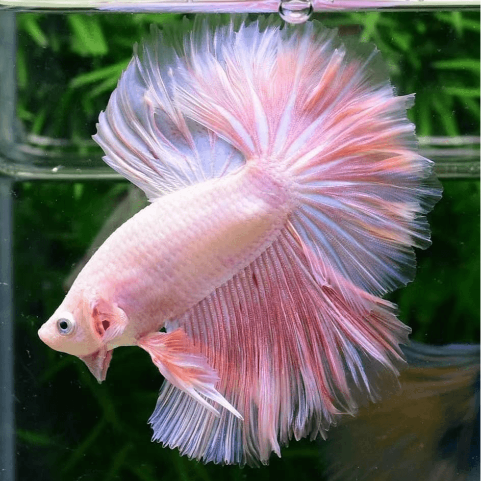 【1-28】展示级精品泰国斗鱼直播选鱼半月斗鱼网红婚纱鱼好养耐活