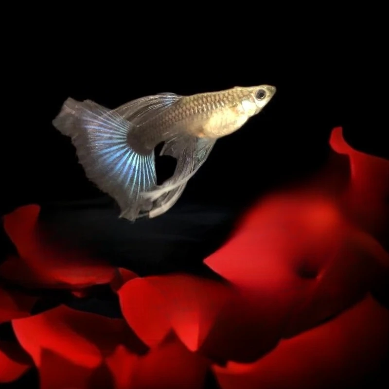 蓝礼服大C 1对 拼两单包邮 开箱视频报损 均价赔 入缸不包损