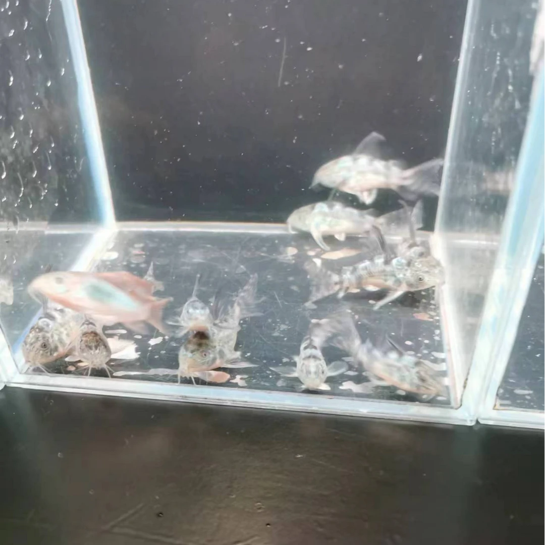 花椒鼠2送两条备损  开箱视频报损观赏鱼