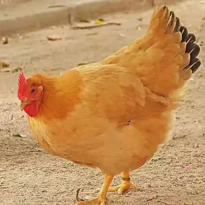 师姑岗暖心农家老母鸡