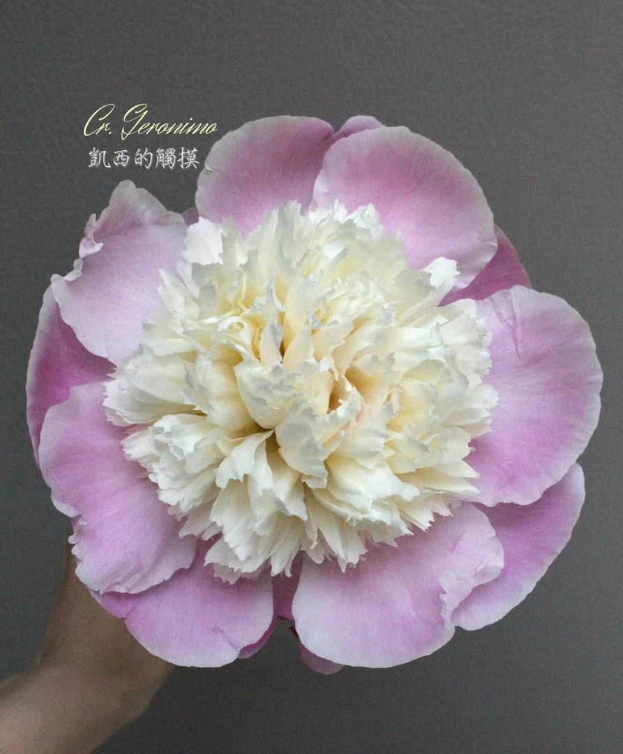 【凯西的触摸】【进口芍药花苗】山东菏泽种植栽培盆栽地栽庭院观赏花