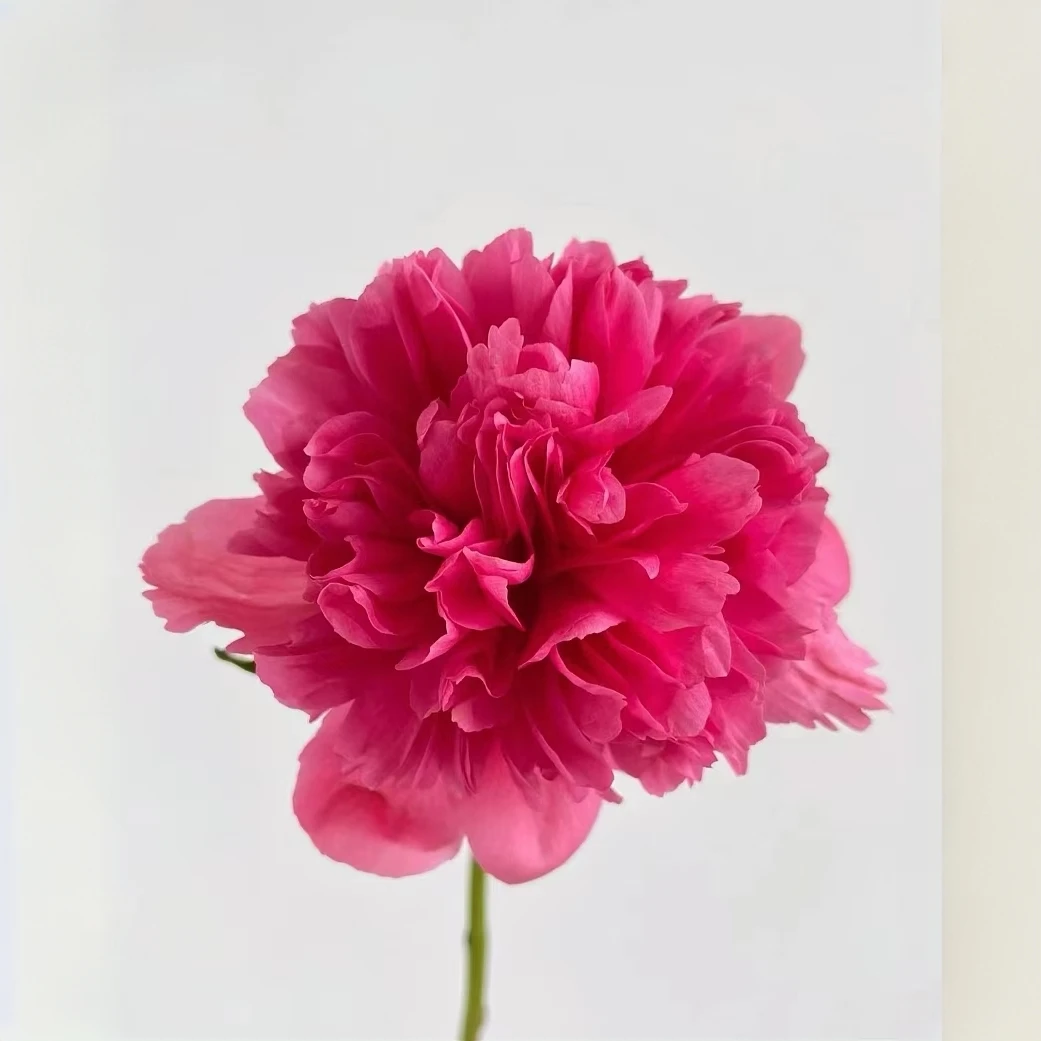 【萝莉】【进口芍药花苗】山东菏泽种植栽培盆栽地栽庭院观赏花