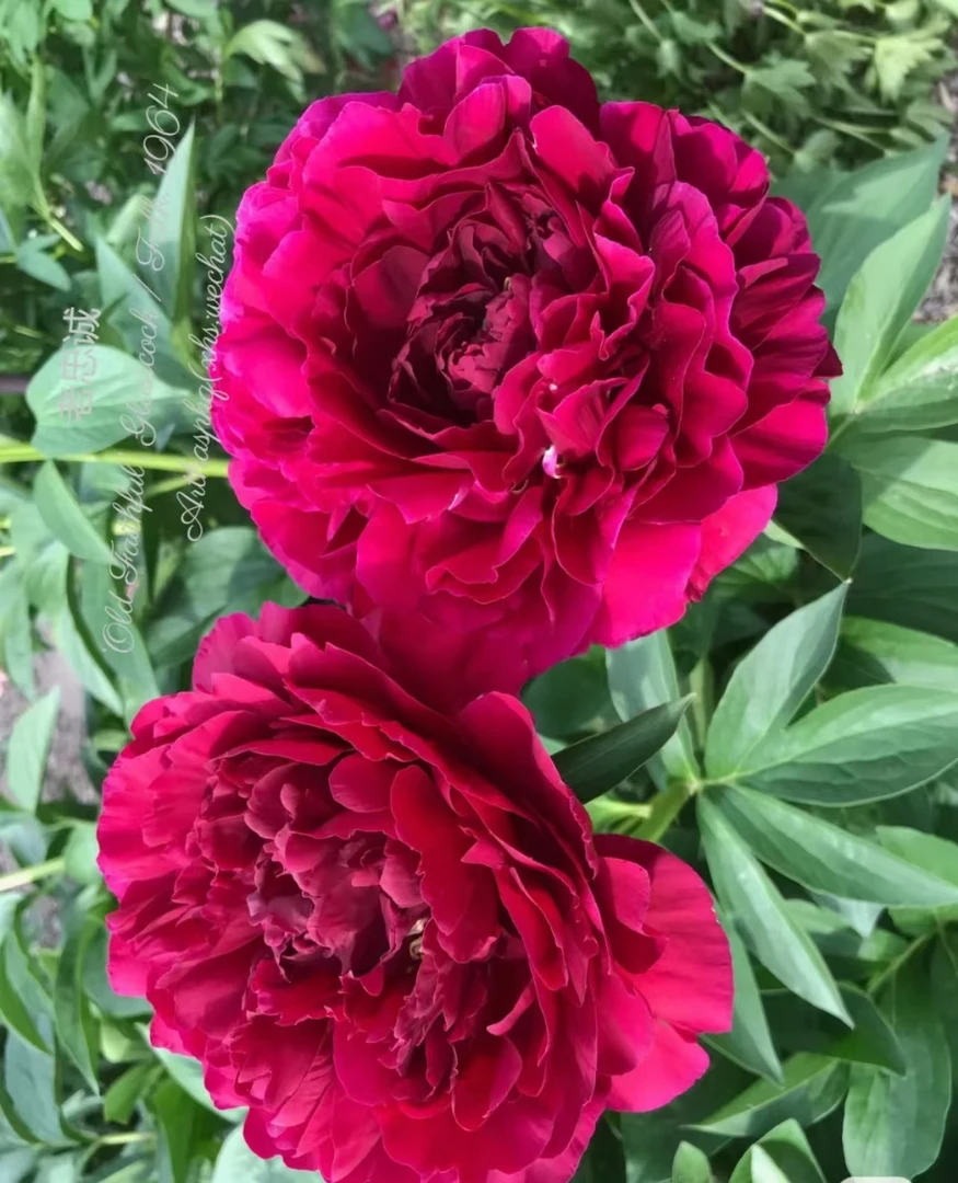 【老忠诚】【进口芍药花苗】山东菏泽种植栽培盆栽地栽庭院观赏