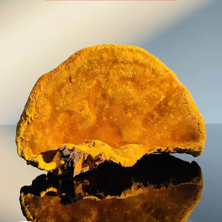 缅山特产 现收 云南【桑黄】250g500g土特产链接食用农产品