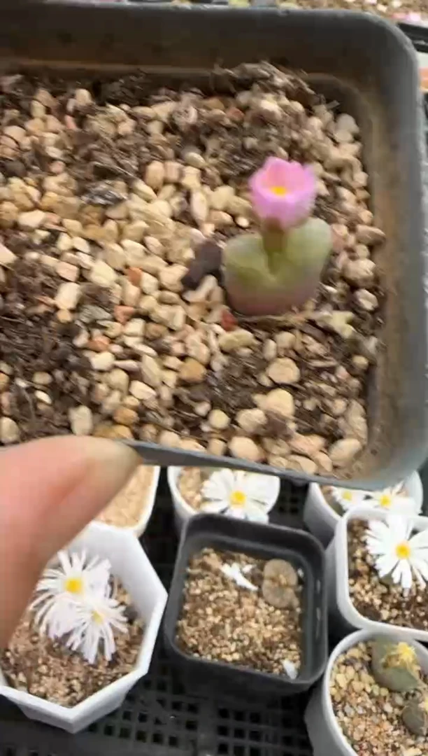 【闪购商品】17-361