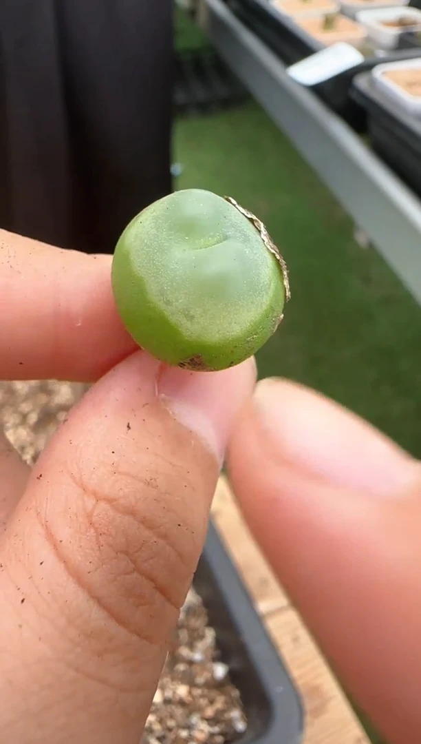 【闪购商品】20-*79