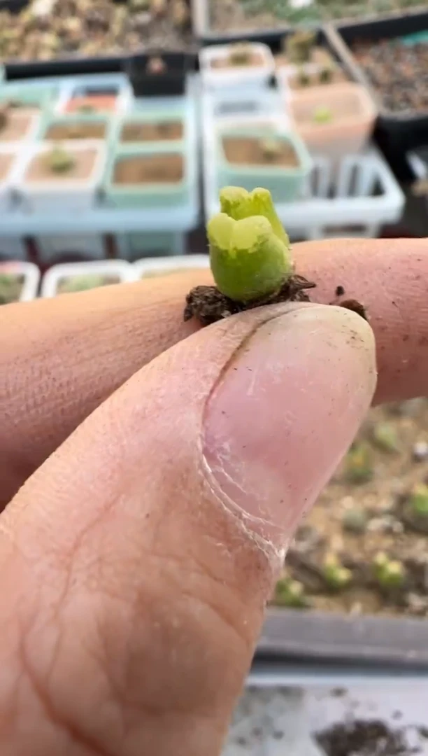 【闪购商品】6-395