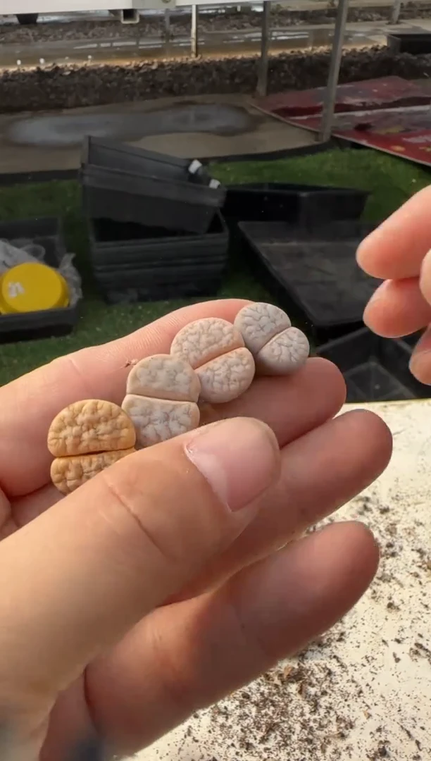 【闪购商品】1-29.