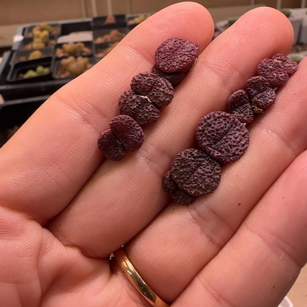 简*23-259p p p p p p p p p