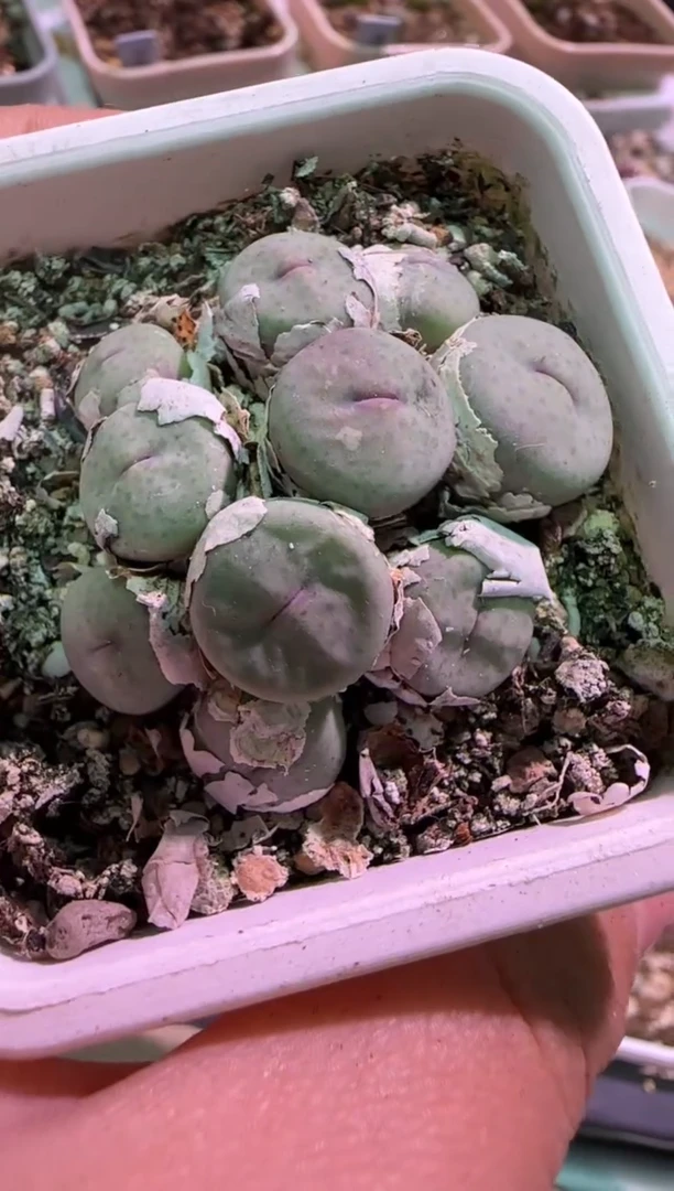 【闪购商品】17-471