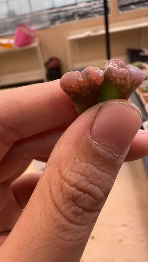 【闪购商品】9--83