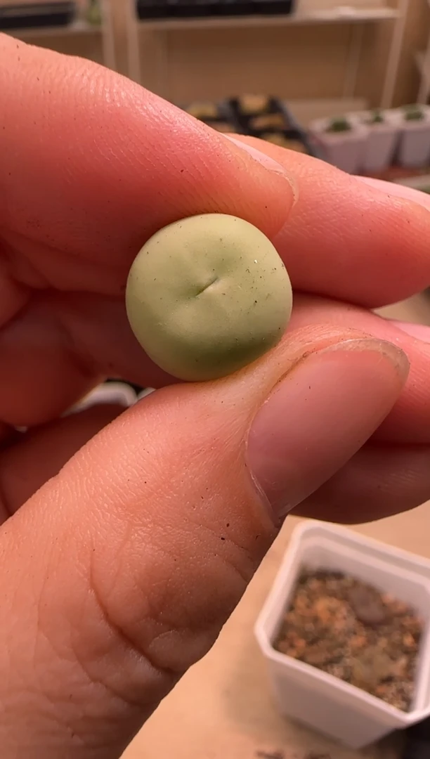 【闪购商品】23-254暖兮