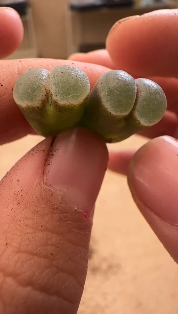 【闪购商品】24-4.