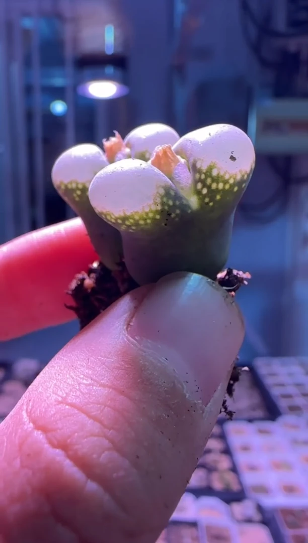 【闪购商品】17-490