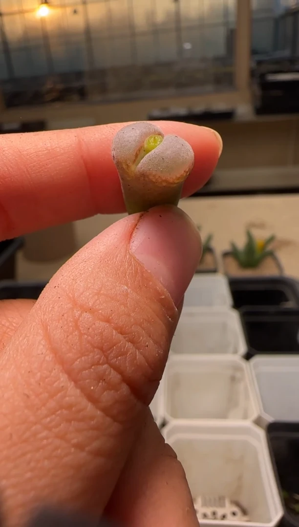 【闪购商品】28-213