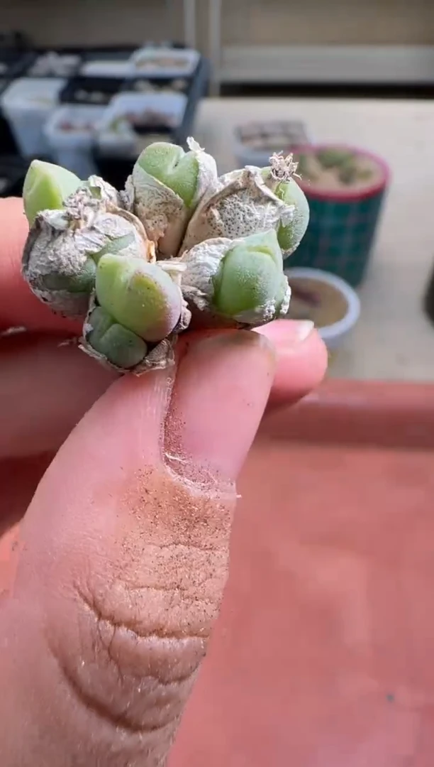 【闪购商品】20-225