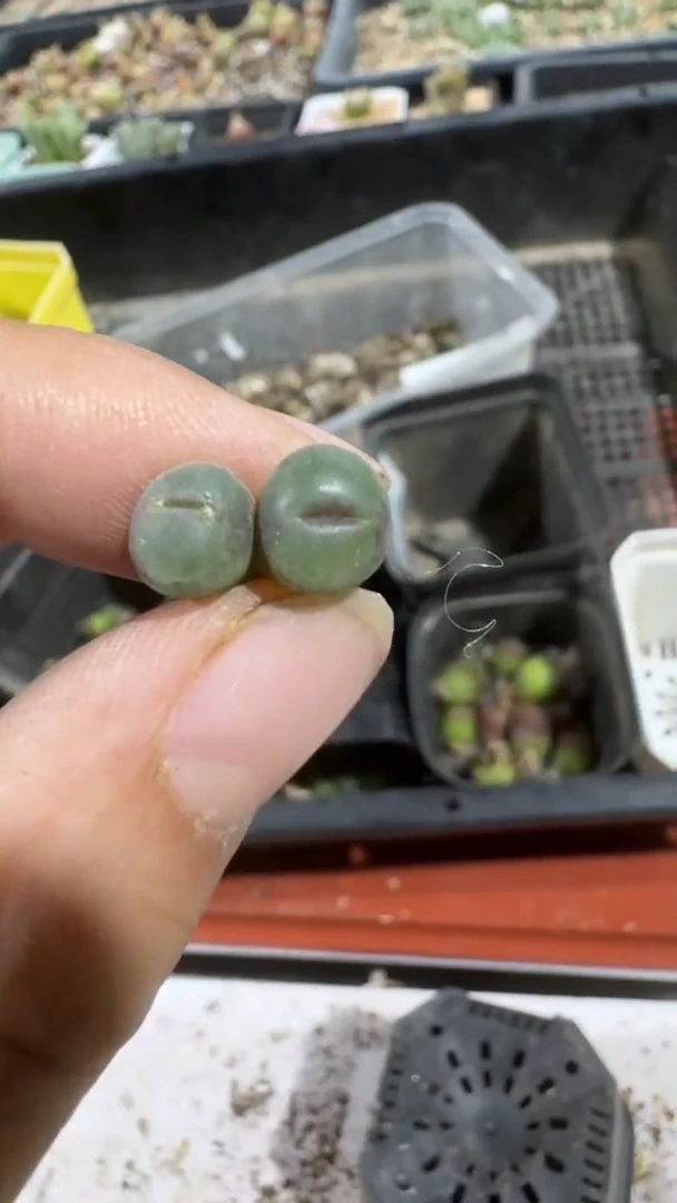 【闪购商品】8-470