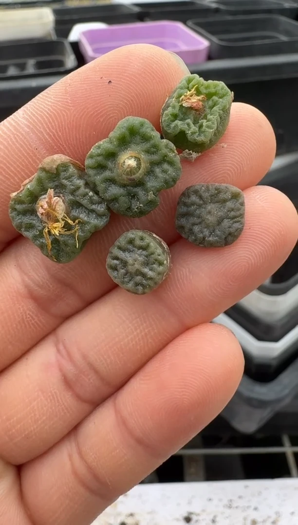 【闪购商品】14-247