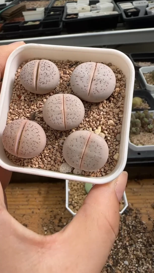【闪购商品】27-287