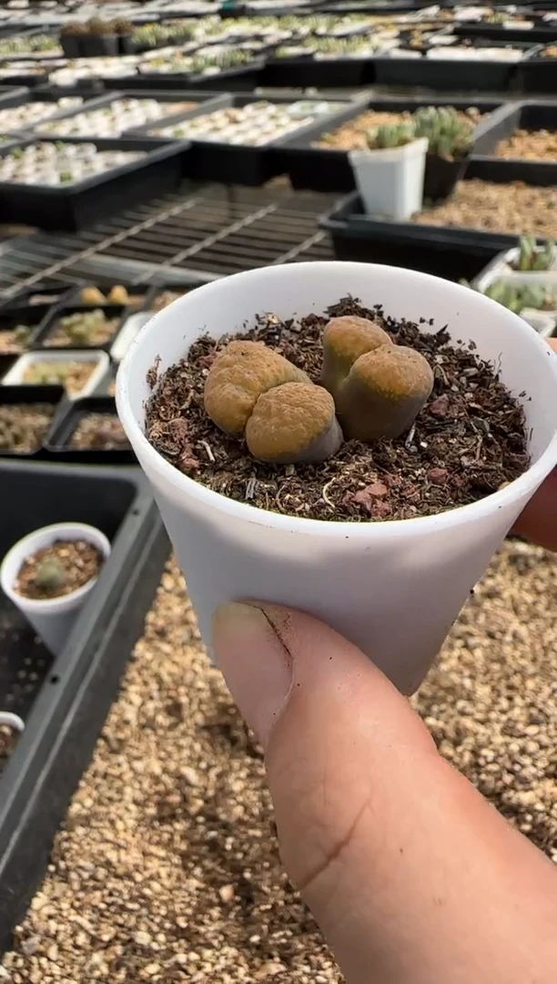 【闪购商品】29-172