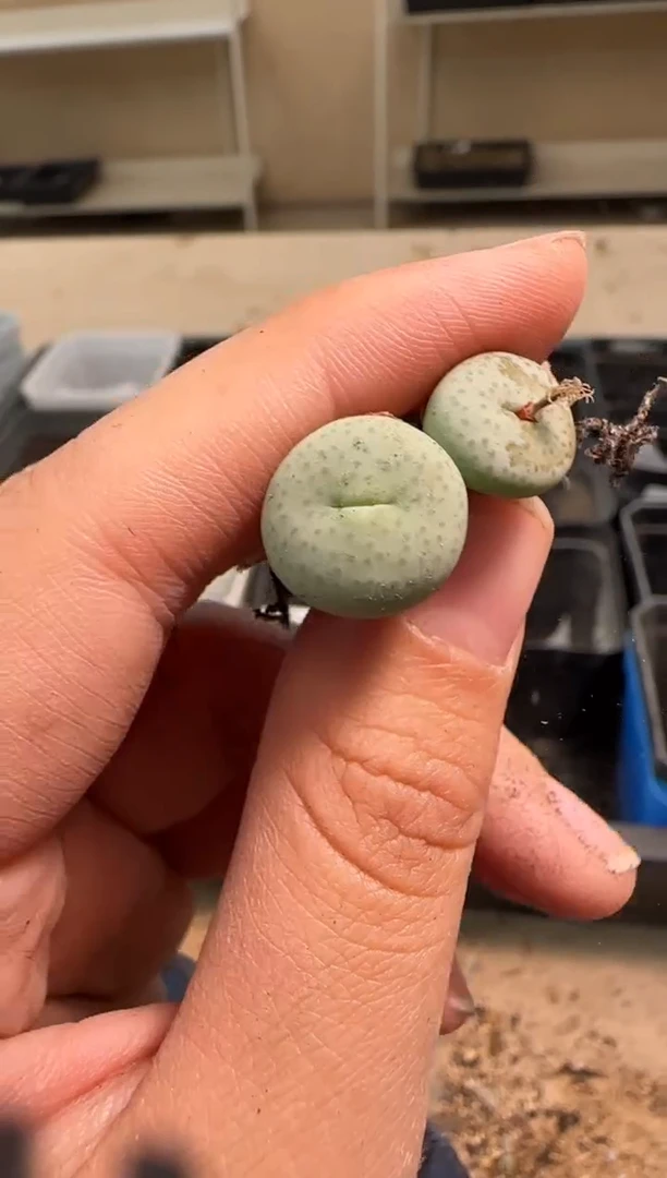 【闪购商品】29-115