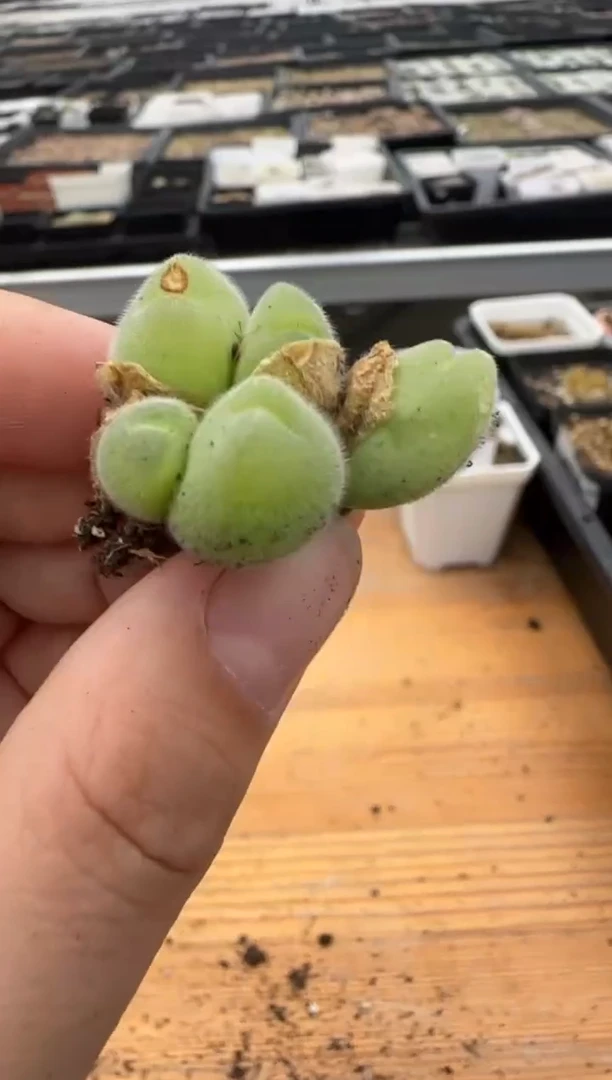 【闪购商品】27-61