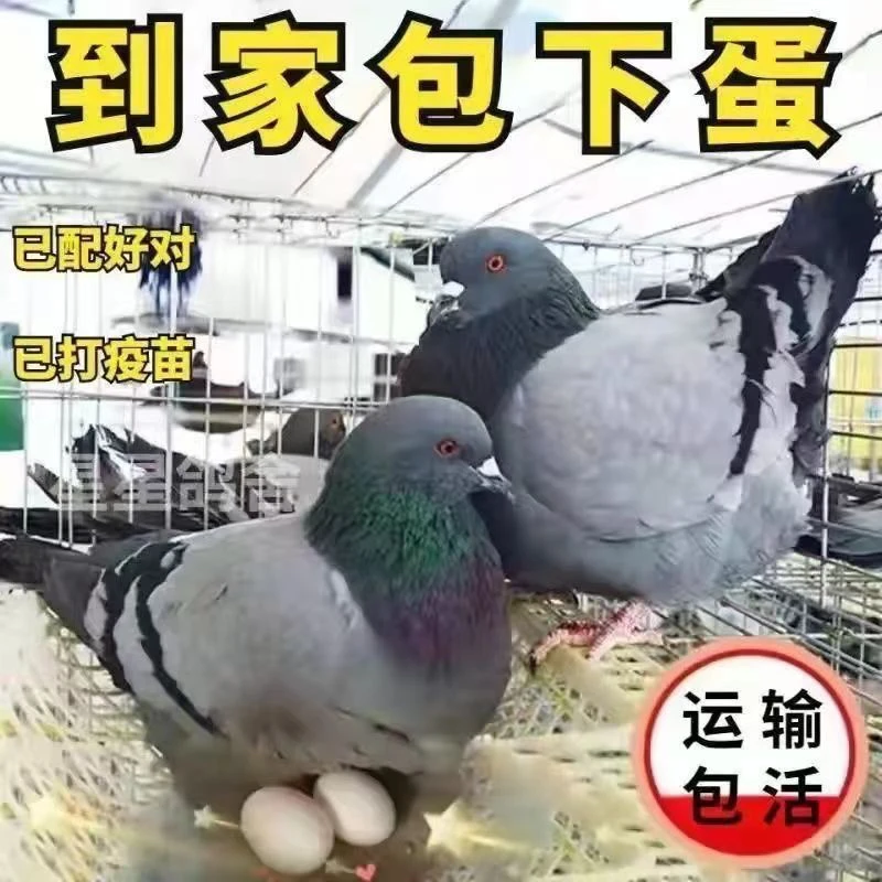 活体鸽子包活到家4只