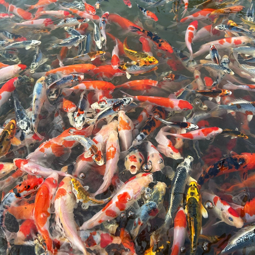 福利活动【挑选鱼专拍链接】血统锦鲤观赏鱼备损 2送（2