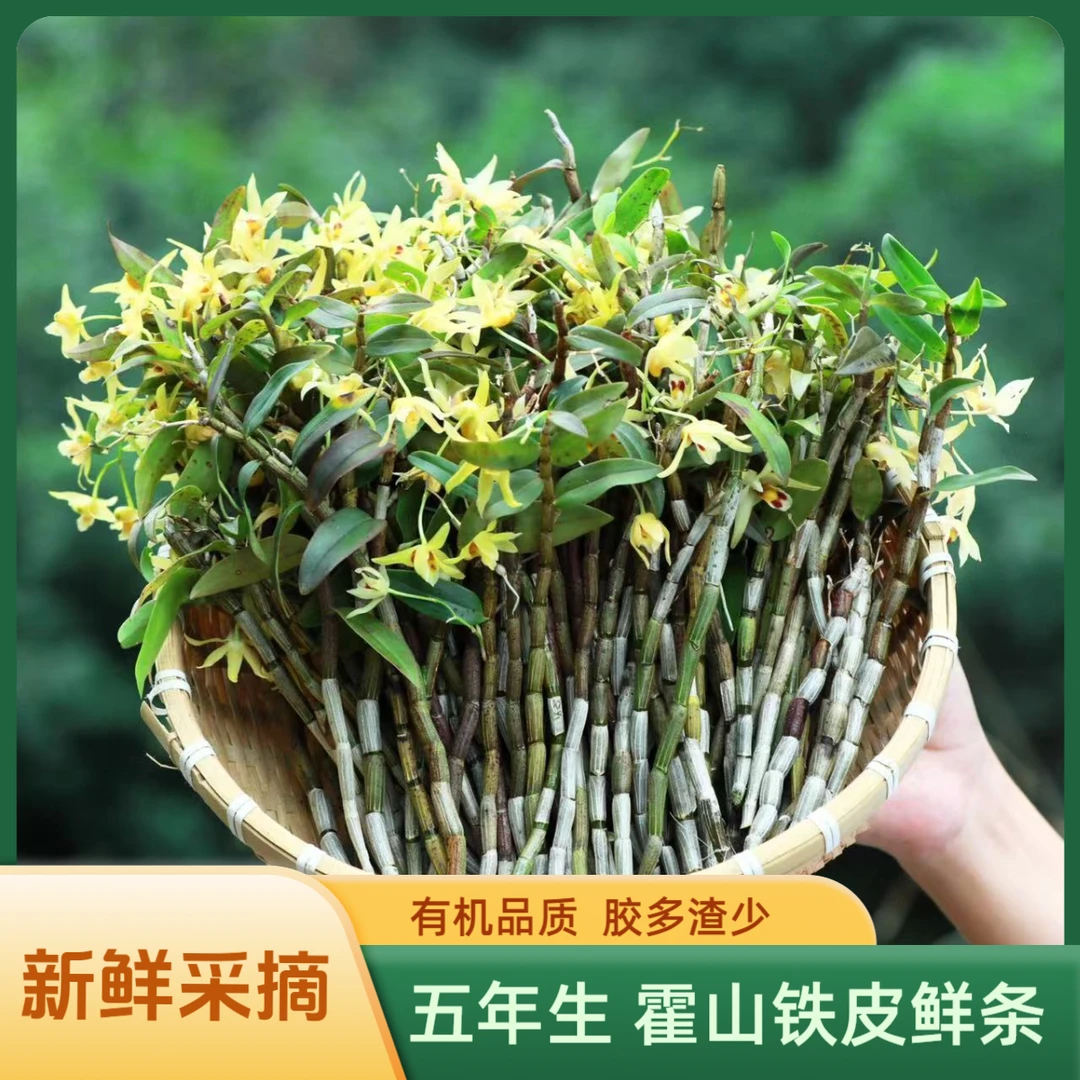【霍山】新鲜采摘霍山铁皮石斛鲜条中老年滋补营养品精选煲汤榨汁