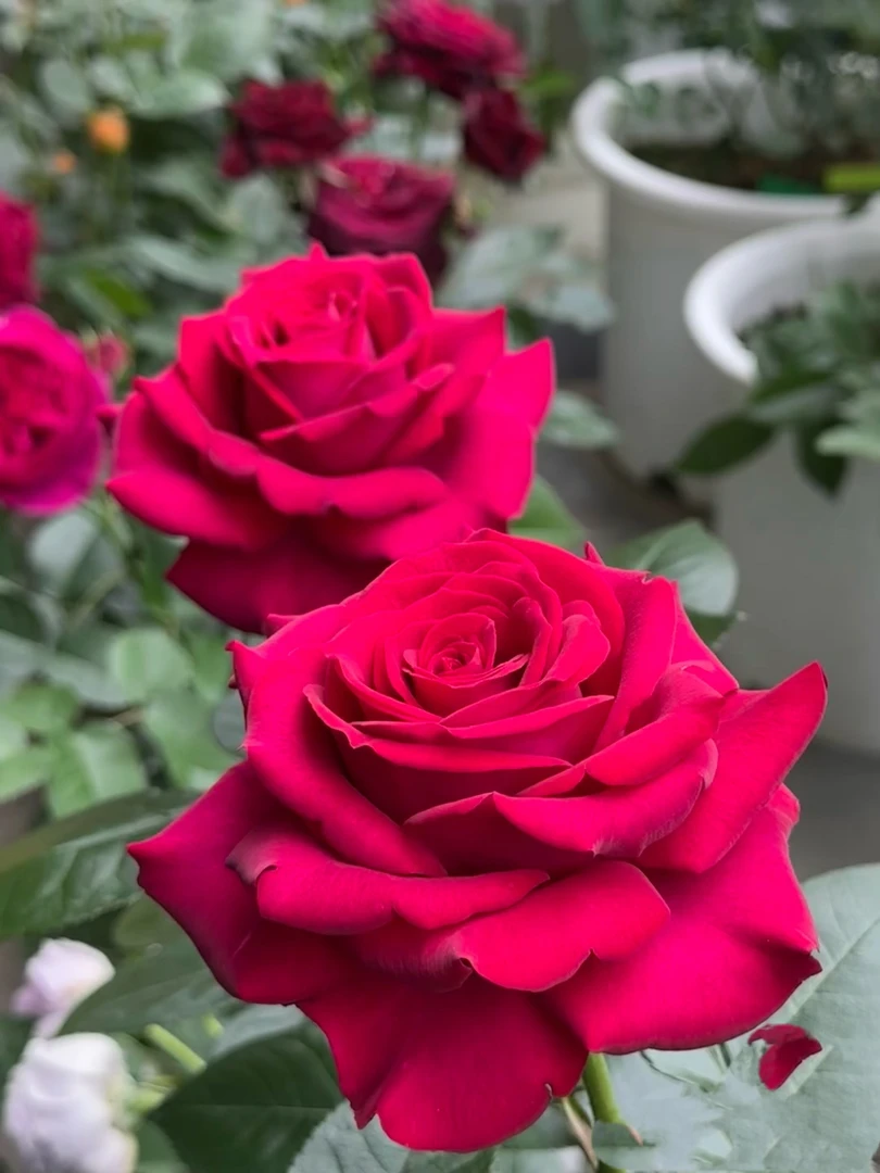 （美人丽芙）浓香艳丽切花月季勤花易养盆栽庭院阳台