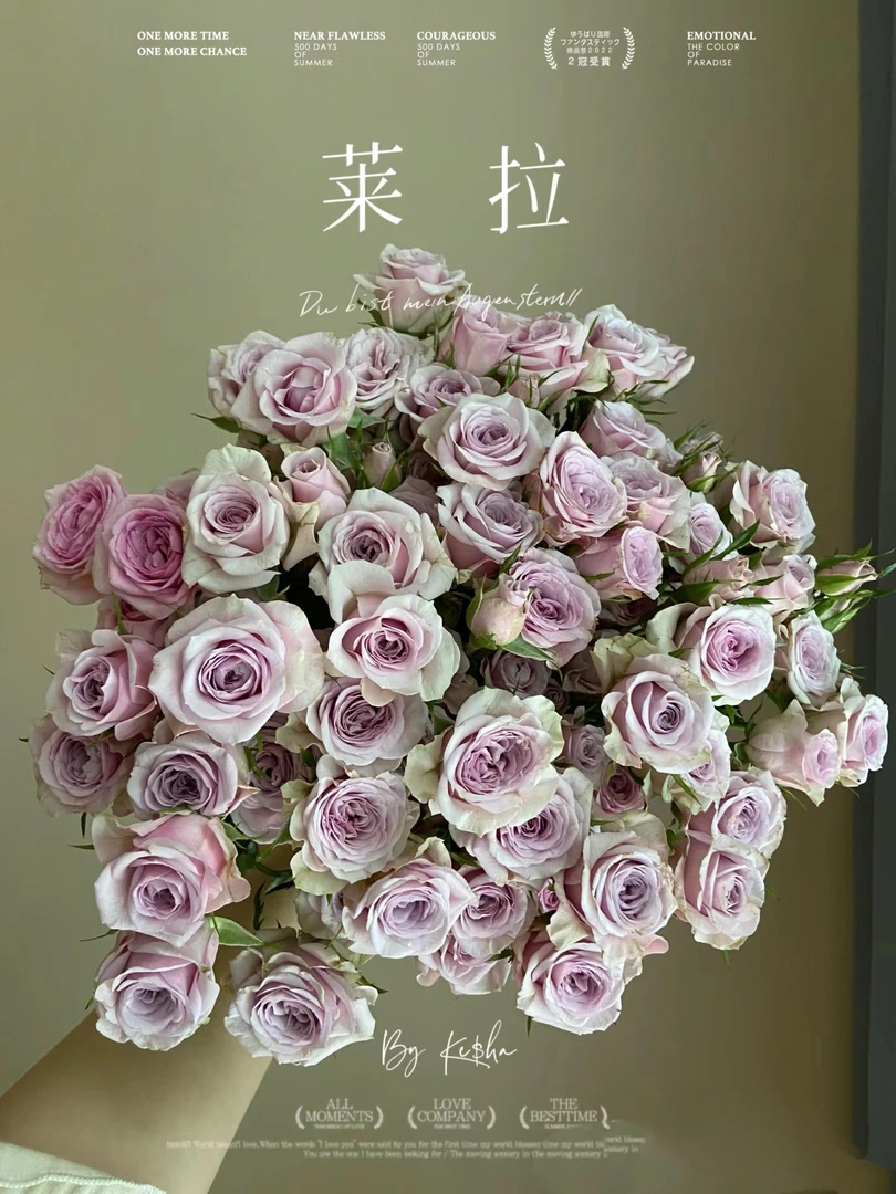 （莱拉）多头月季勤花渐变色层次感十足皮实好养