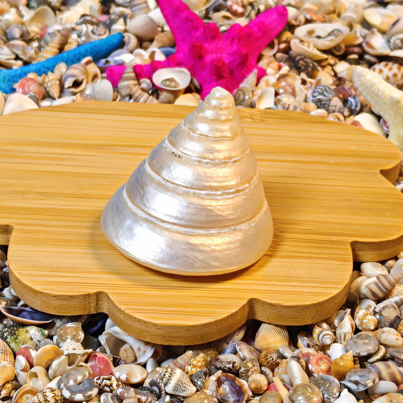 天然海螺贝壳荧光塔大海螺贝壳收藏摆件鱼缸造景装饰diy手工材料