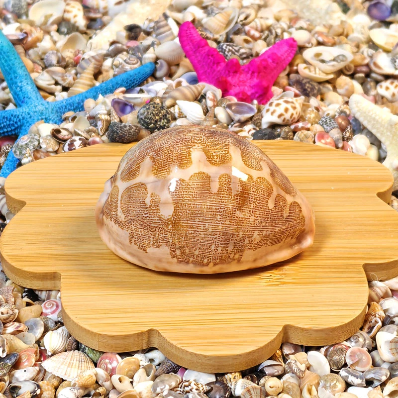 天然海螺贝壳地图宝螺收藏摆件鱼缸造景装饰diy手工材料海洋认知